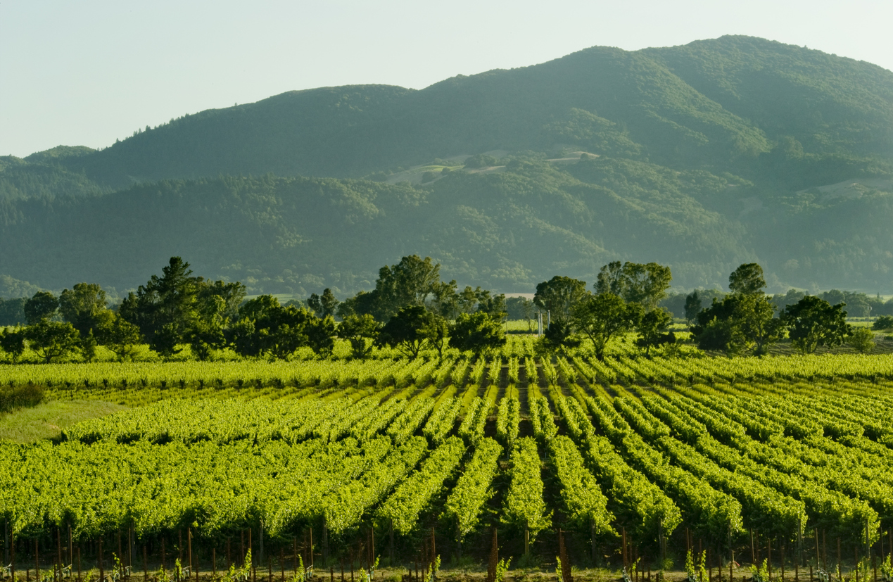 Robert Mondavi, le parrain de la vallée de Napa