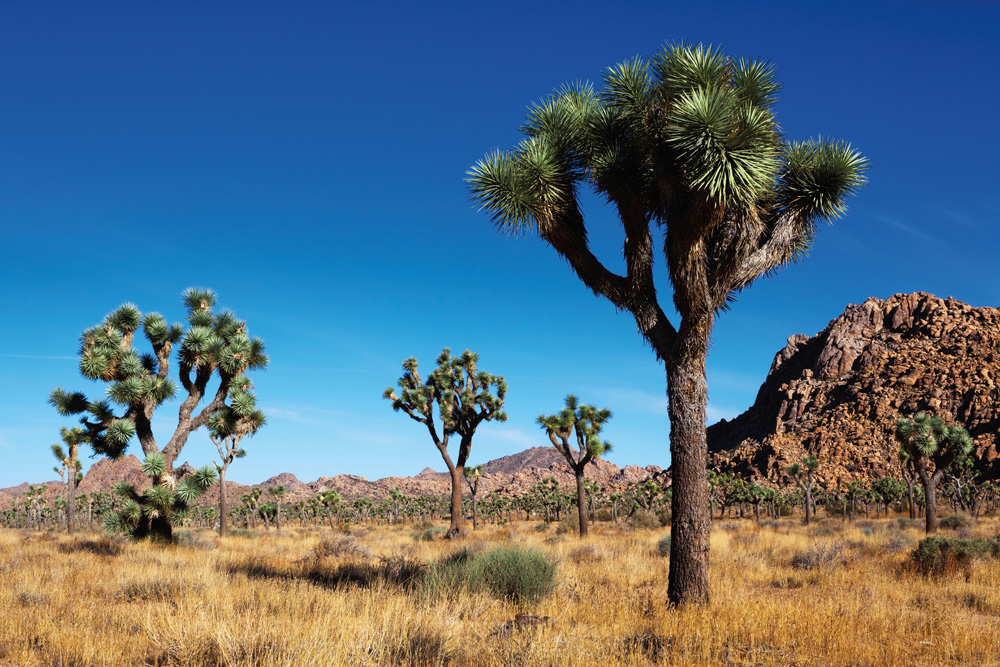 Les parcs des environs de Palm Springs
