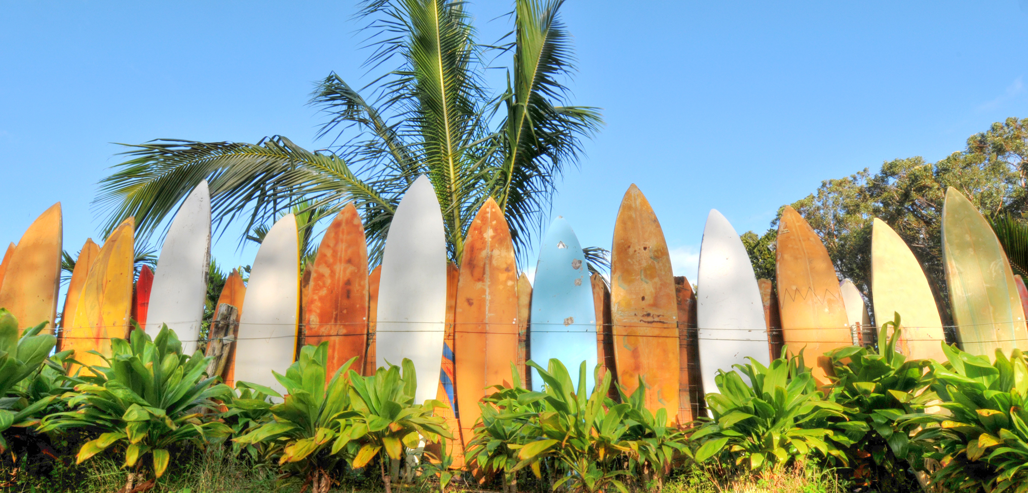 Planches de surf ©  iStock /  :Wildroze
