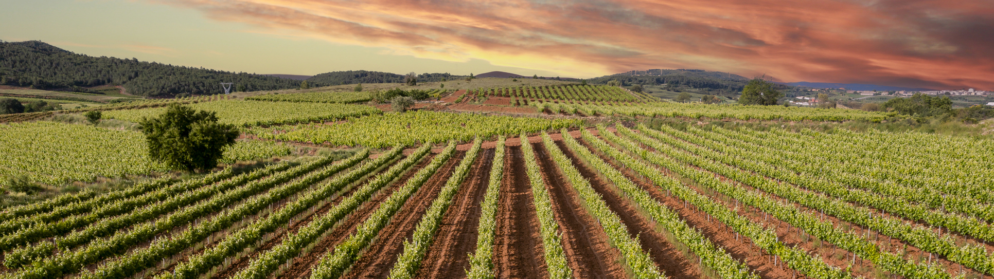 Vignobles du Penedès.  © iStock / Pascual Fernandez Gomez