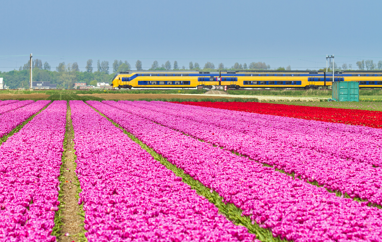 Un train de la Nederlandse Spoorwegen (NS) derrière un champ de tulipes © iStock / dennisvdw