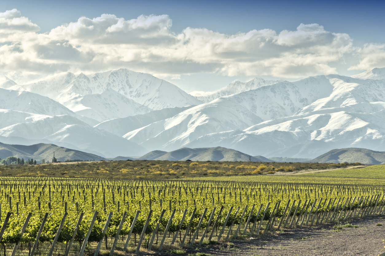 Vignoble au printemps, au pied des Andes en Argentine. © iStock / EAQ