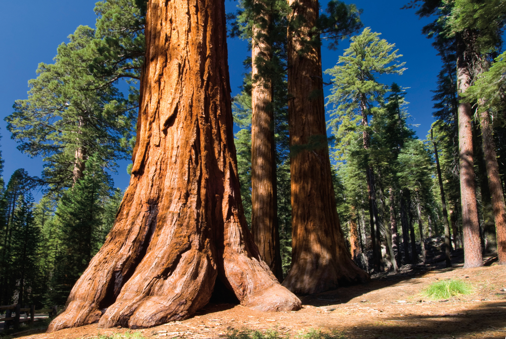 Le Redwood National Park et ses séquoias