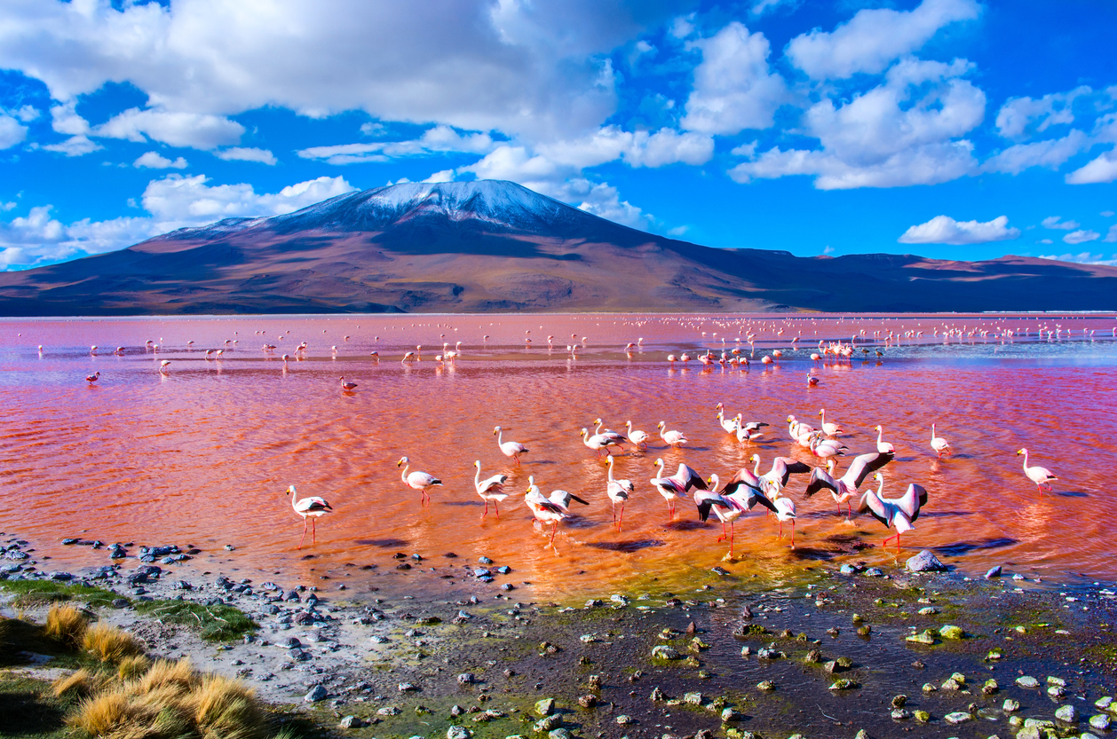 Flamants roses dans le Lac Laguna Colorada, Uyuni, Bolivie  © iStock / Byelikova_Oksana

