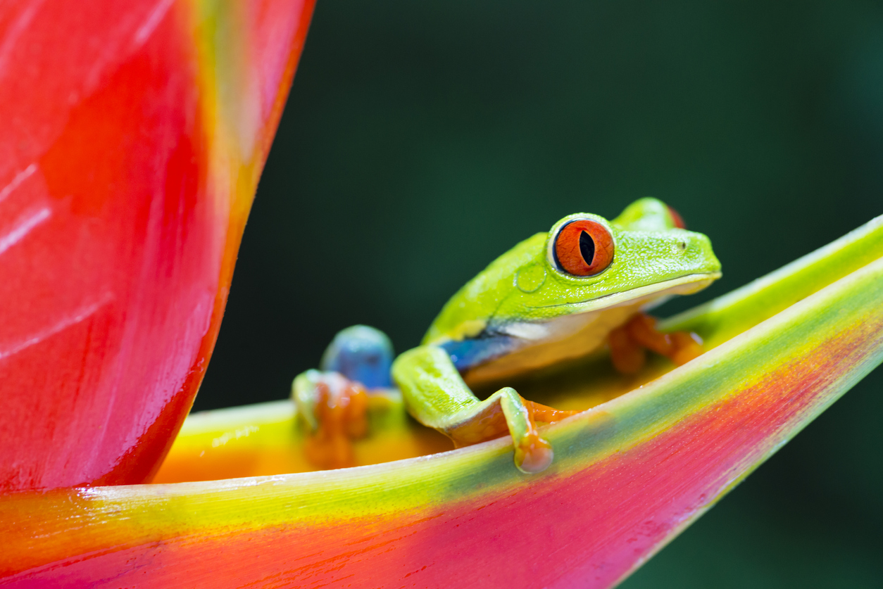 La faune du Costa Rica