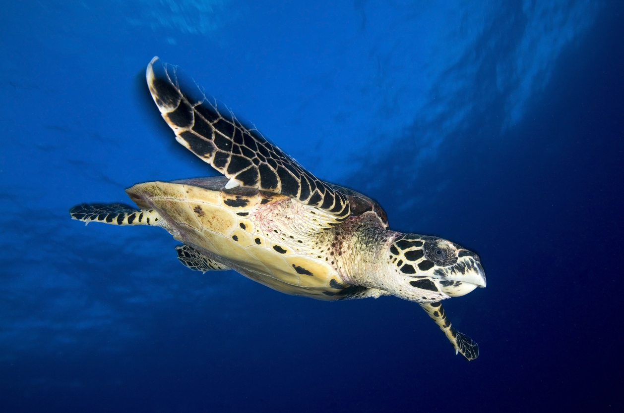 Tortue à bec de faucon (hawksbill turtle)  © iStock / Yann-Hubert