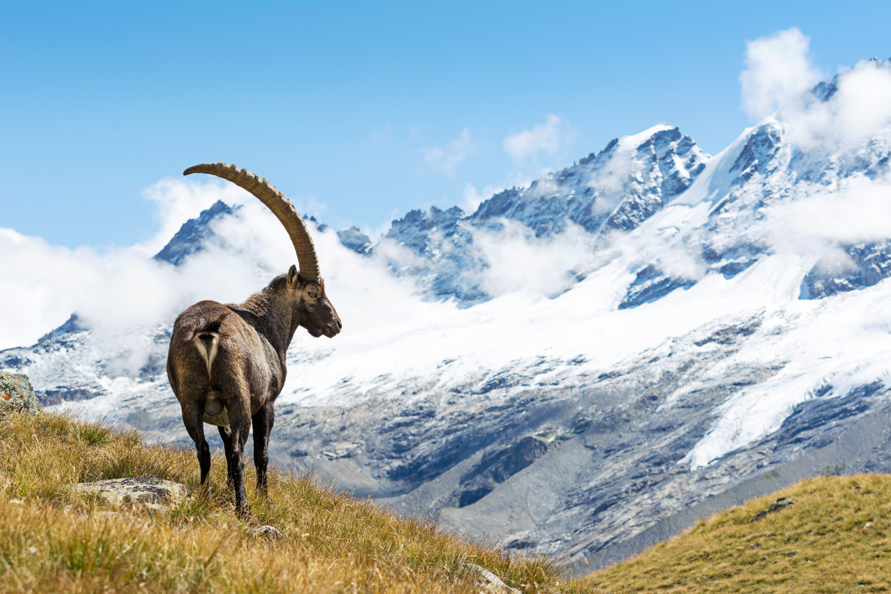Bouquetins des Alpes.  © iStock / ueuaphoto