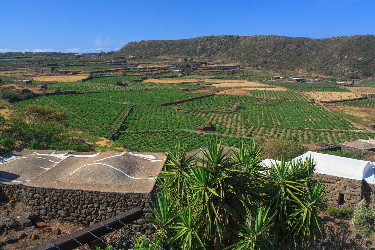 L’art de cultiver la vigne à Pantelleria