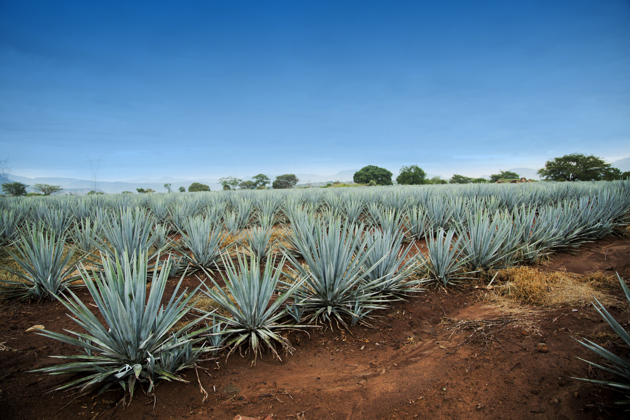 Champ d'agave pour la fabrication de la tequila, entre Guadalajara et Puerto Callarta © iStock / camaralenta