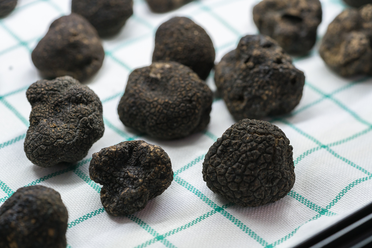 La truffe, diamant noir de la gastronomie française