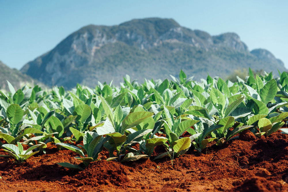 Province de Pinar del Río