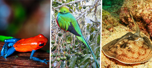 Explorez la biodiversité exceptionnelle du Panamá