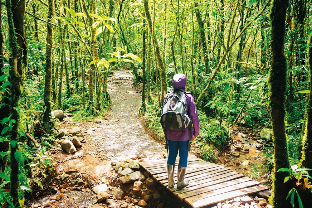 Un sentier dans la Reserva Biológica Bosque Nuboso Monteverde. © iStockphoto.com/Lorraine Boogich