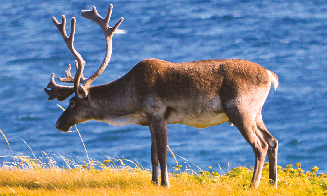 Caribou_(Rangifer_tarandus)Newfoundland_2019-08-19_(02).tif