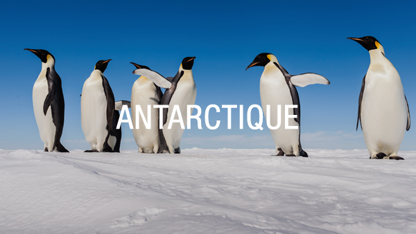 Antarticque