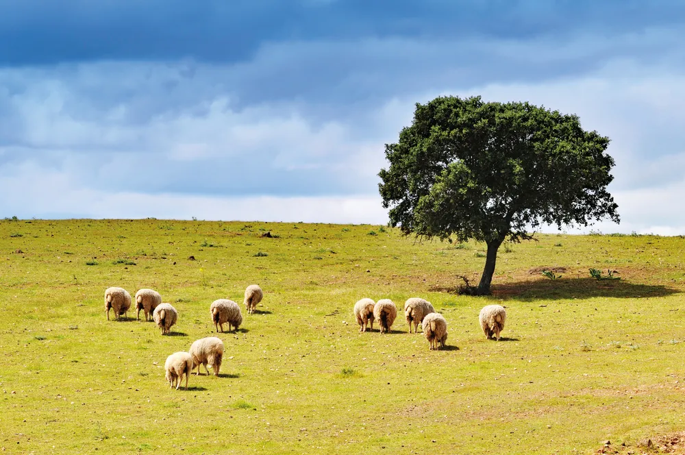Paysage avec des moutons et chêne liège, l'Alentejo
©iStockphoto.com/Skouatroulio 