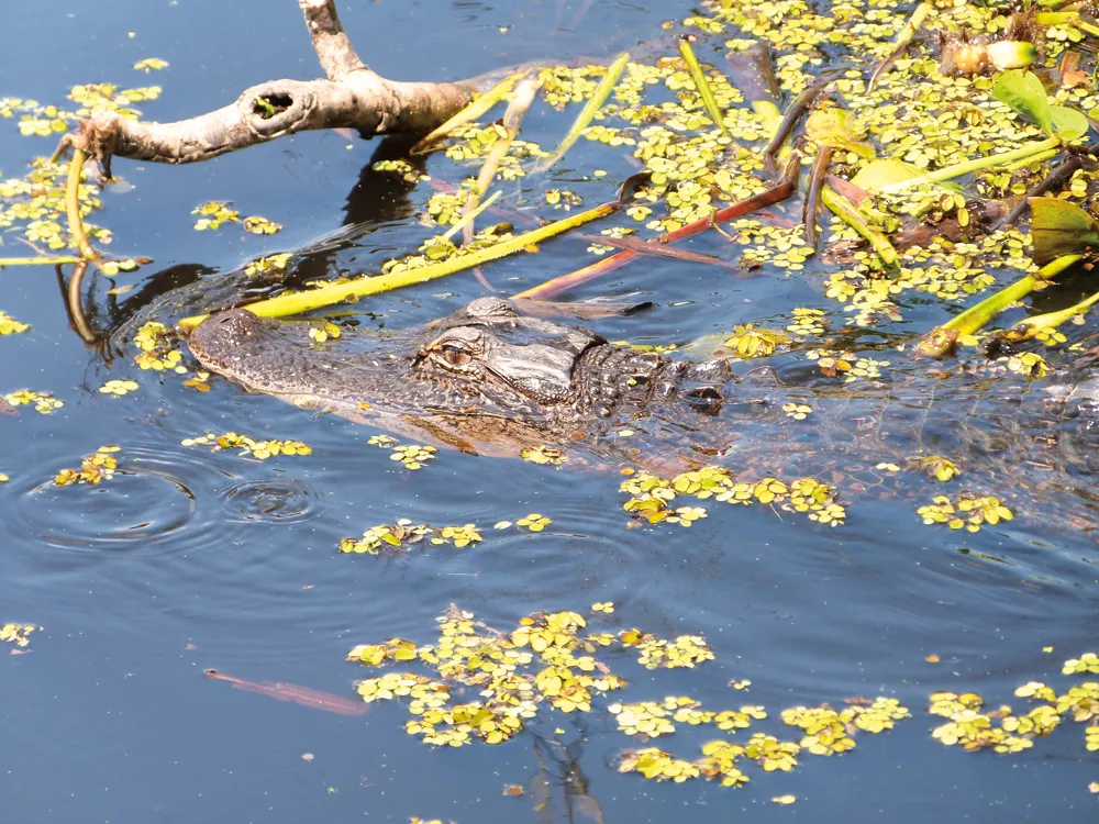 Alligator dans les bayous. 
Crédit:	©Frédérique Sauvée