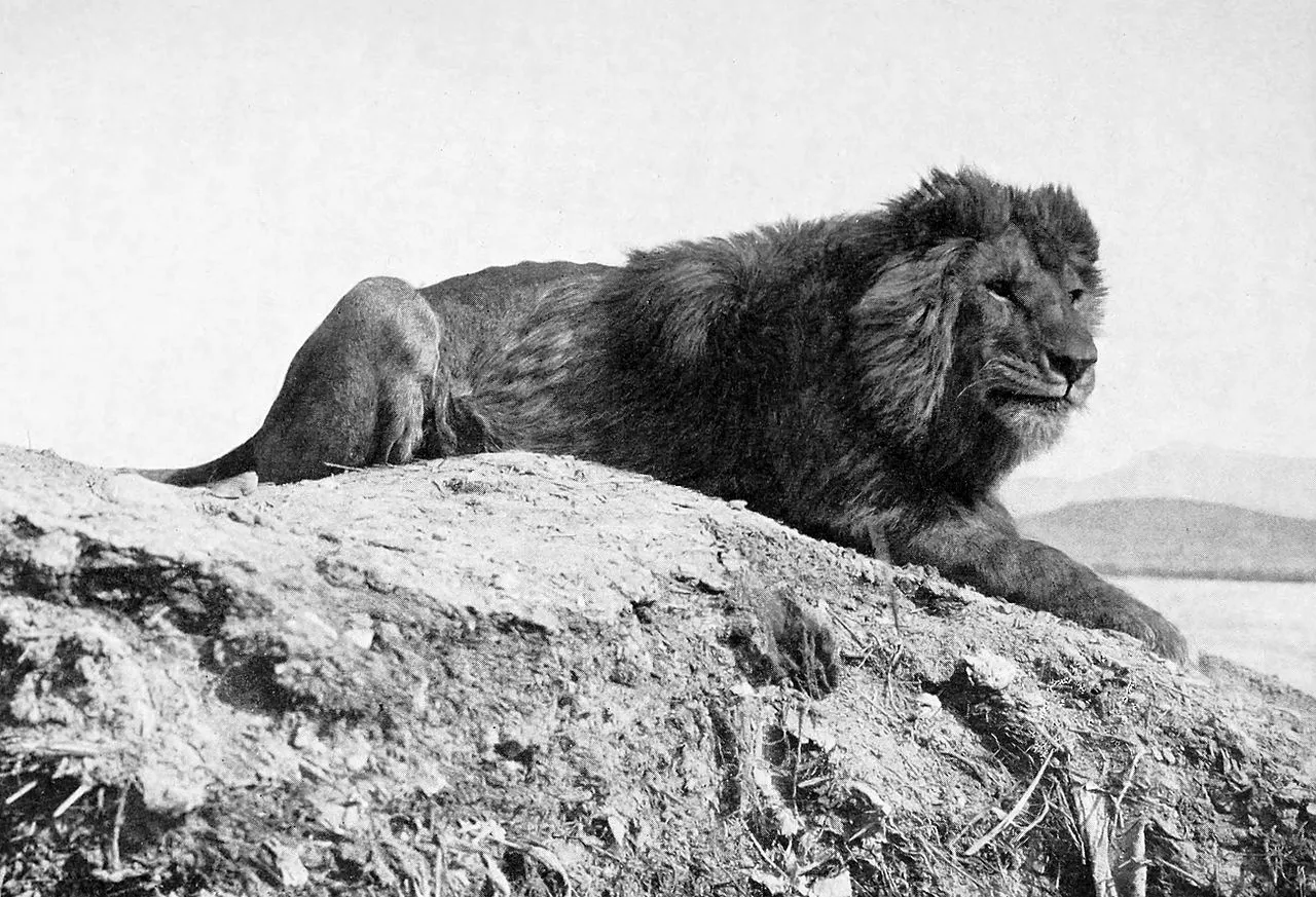 Lion de l'atlas (photo : domaine public).