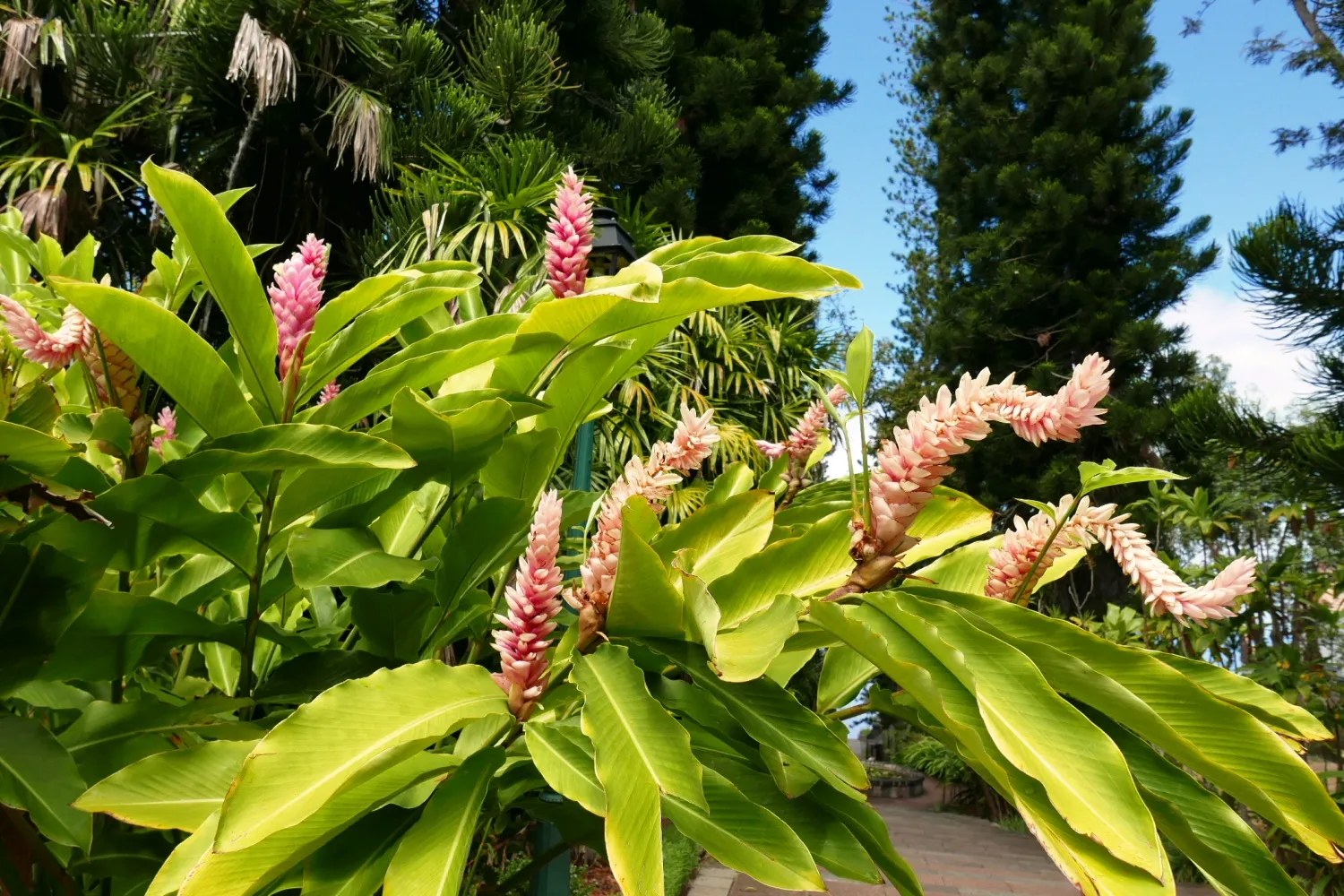 Alpinia purpurata au Conservatoire Botanique National de Mascarin  à la Réunion  © Marc Rigole