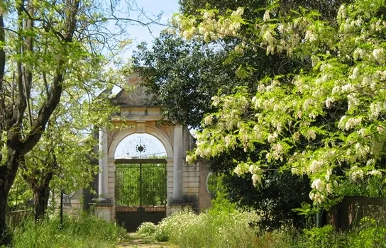 Robinia pseudoacacia en fleurs dans les jardins du Palais d'Estoi en Algarve, Portugal  - Par Marc Ryckaert (MJJR) -  CC BY 3.0,