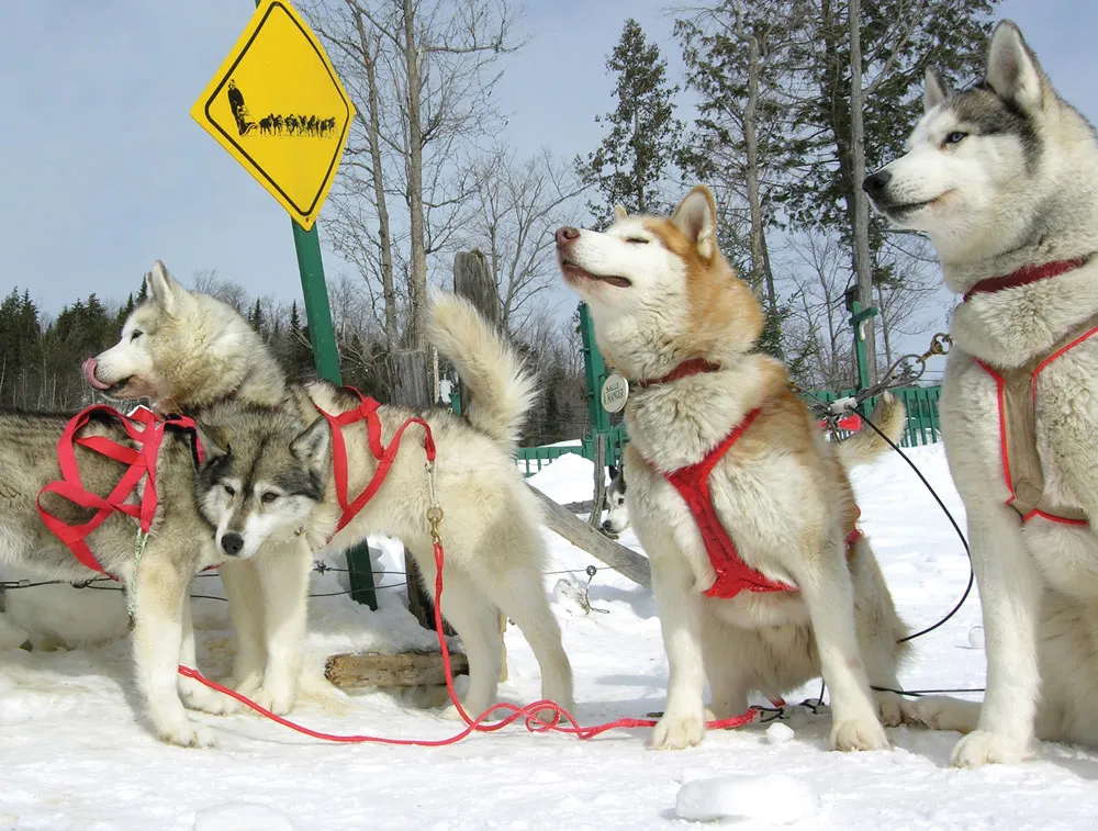 Traîneau à chien en Mauricie ©Michel Julien  


