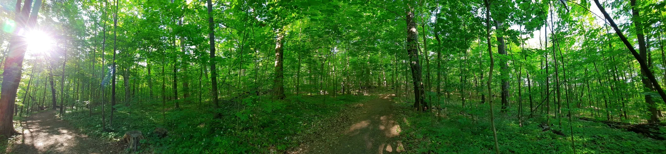 L'aube dans le parc du Mont-Royal de Montréal à la fin de mai  ©  Daniel Desjardins