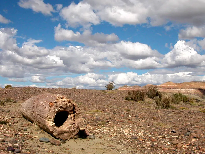 Tronc creux pétrifié, à Chubut, Patagonie, Argentine - Par Dhzanette — Travail personnel, Domaine .
