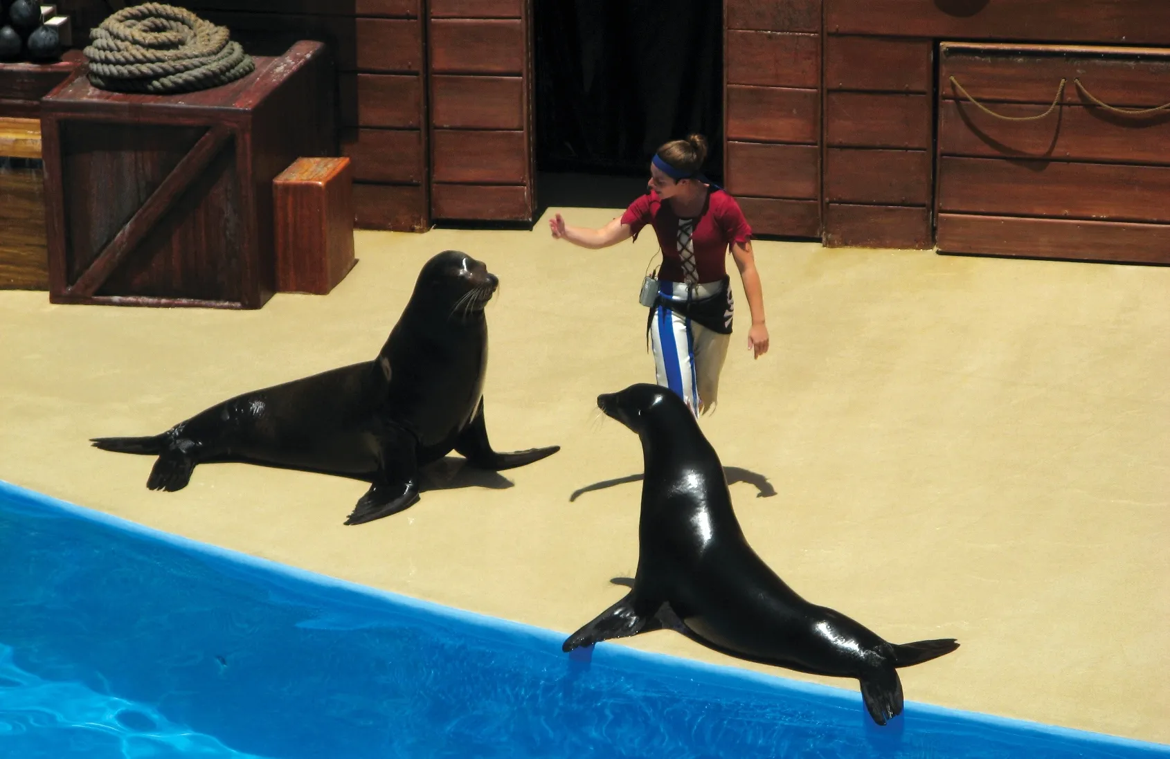 Spectacle Clyde and Seamore Take Pirate Island à SeaWorld, Orlando, Floride. © Claude Morneau
