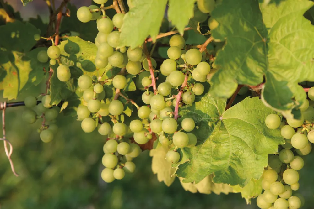 Les vignobles du Prince Edward County  
©iStockphoto.com/bjmc  
