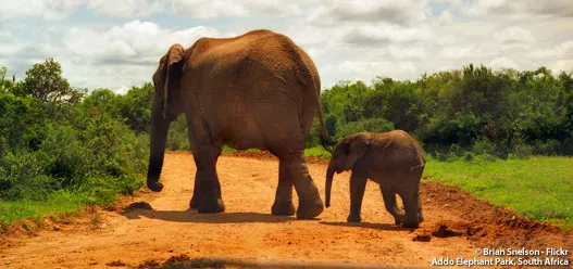 Brian Snelson - Flickr | Addo Elephant South Africa