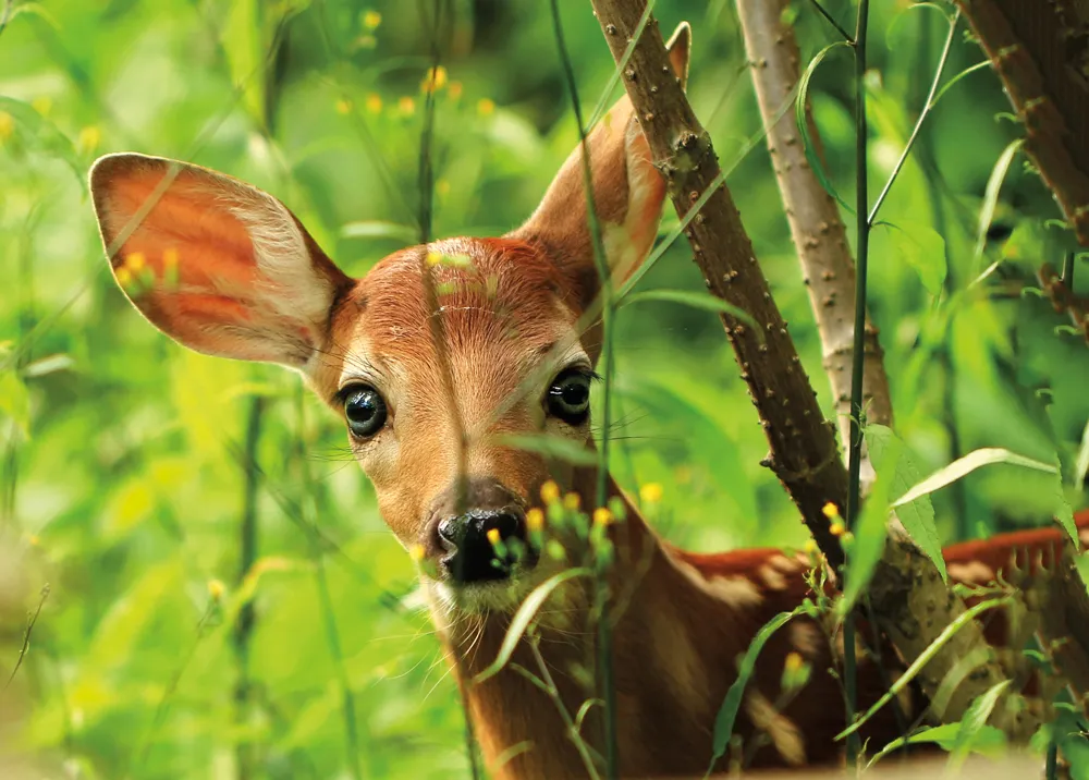Cheuvreuil (Cerf de Virginie).
©Shutterstock.com/Inga Locmele 
