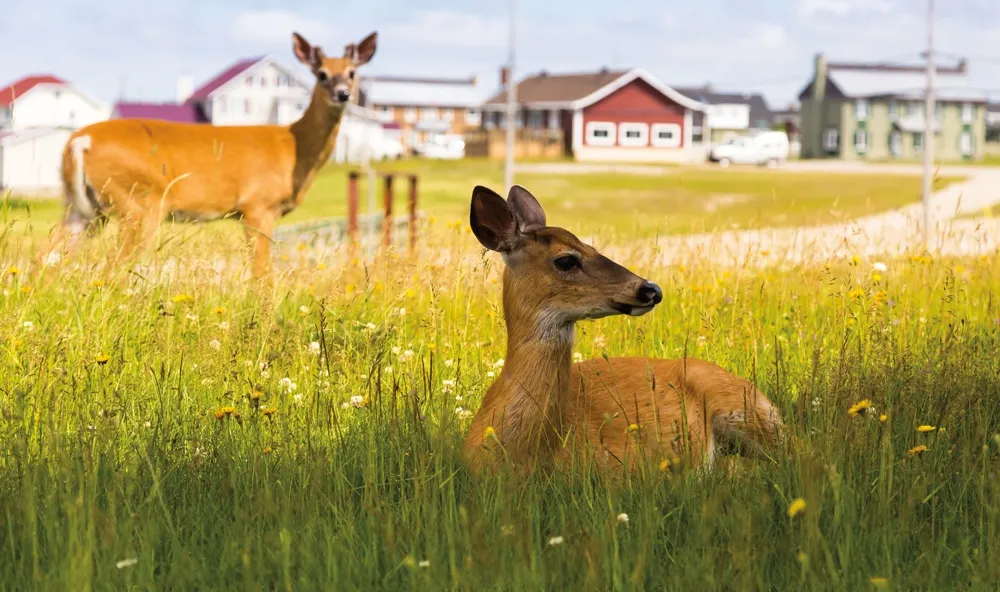 Cerfs de Virginie  (chevreuil) sur l’île d’Anticosti.  © Dreamstime.com/Anne Richard