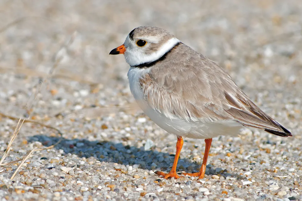 Monomoy National Wildlife Refuge | © Dreamstime.com/Brian Kushner 