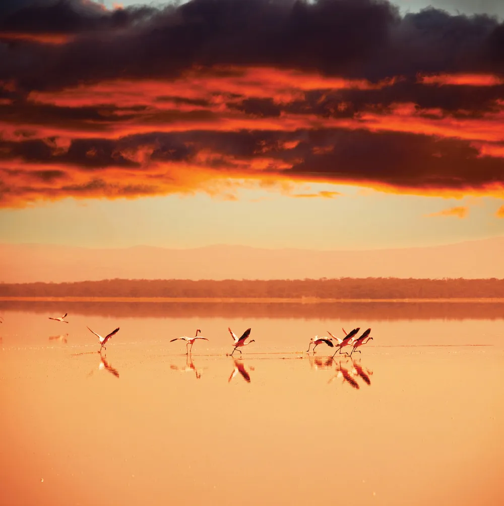 Lac Nakuru | © Dreamstime.com/Galyna Andrushko