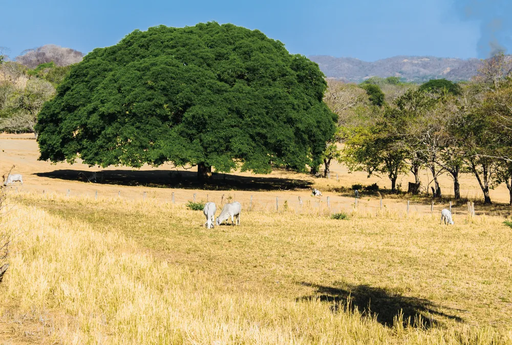 Le majestueux arbre nommé guanacaste (Enterolobium cyclocarpum).
©Dreamstime/Andrés Jiménez