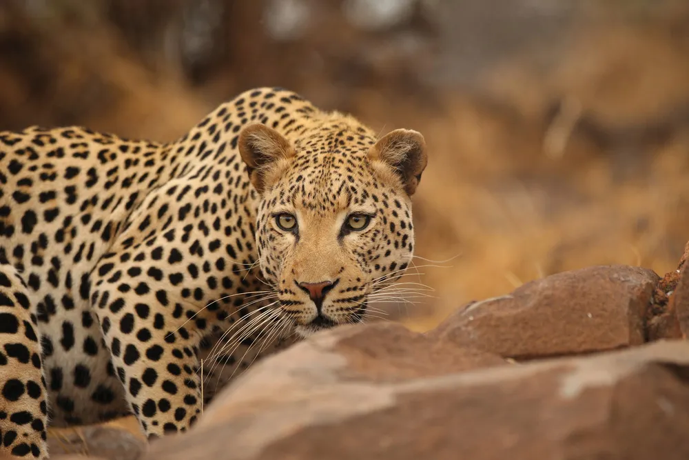 Leopard | © Dreamstime.com/Hongqi Zhang (aka Michael Zhang)