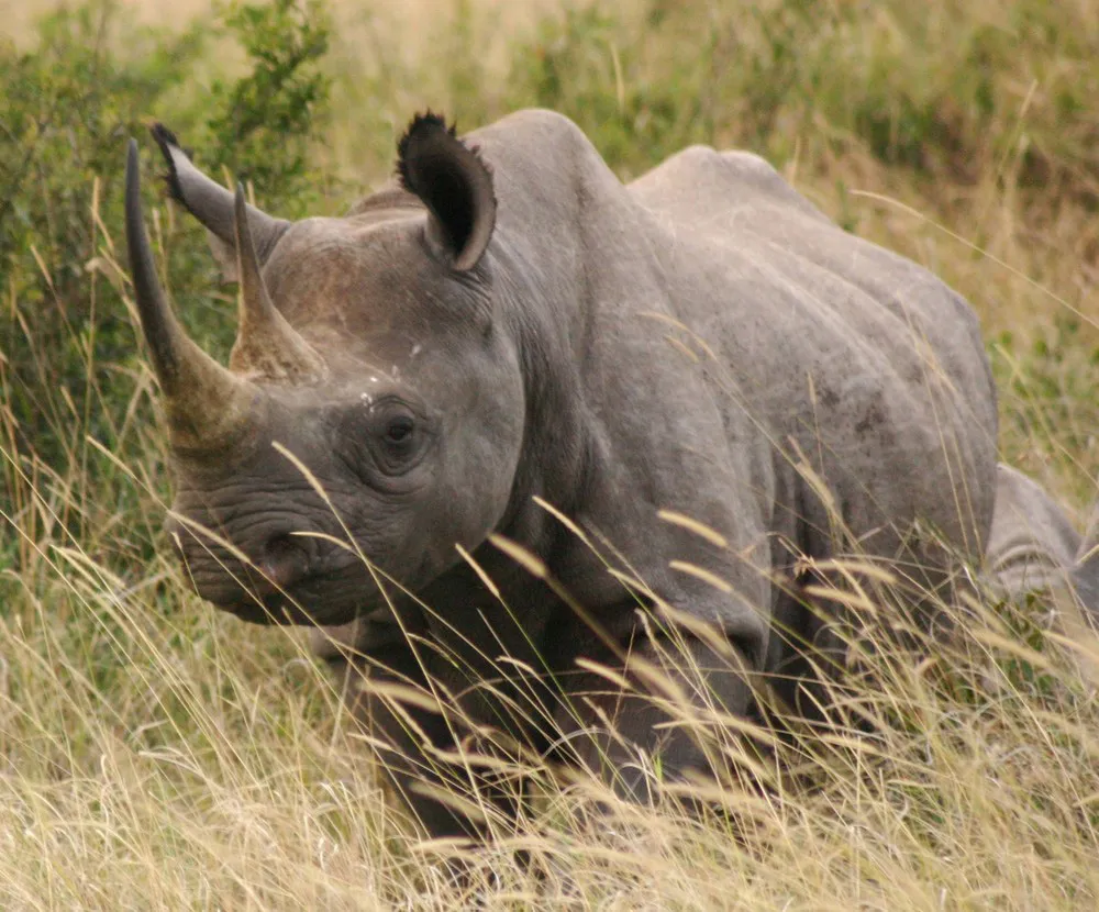 Rhinocéros, parc national du Tsavo | © Dreamstime.com/Xtremesafari