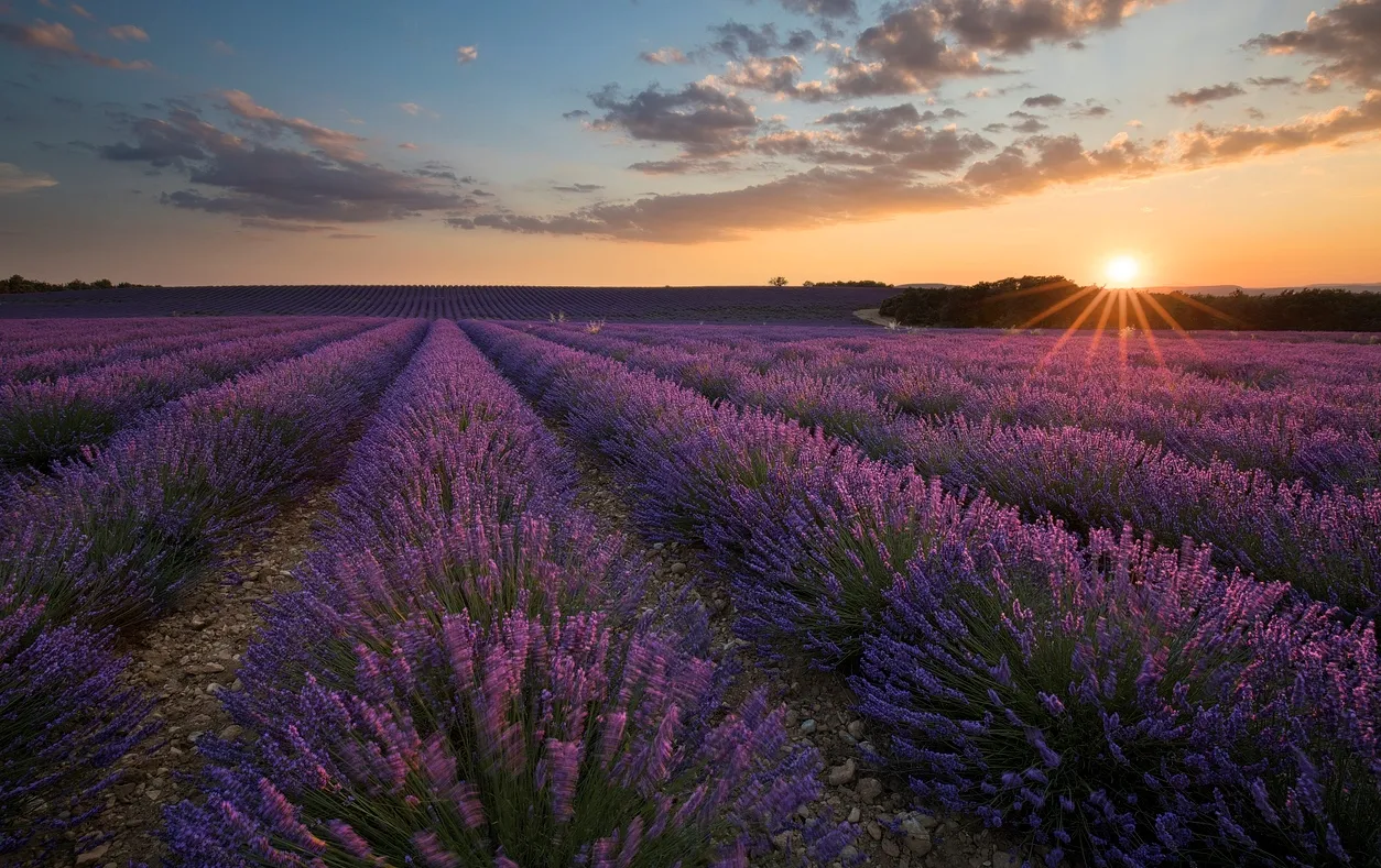 Champ de lavande à Valensole, dans le département des Alpes-de-Haute-Provence, en région Provence-Alpes-Côte d'Azur. © iStock / Massimo_S8