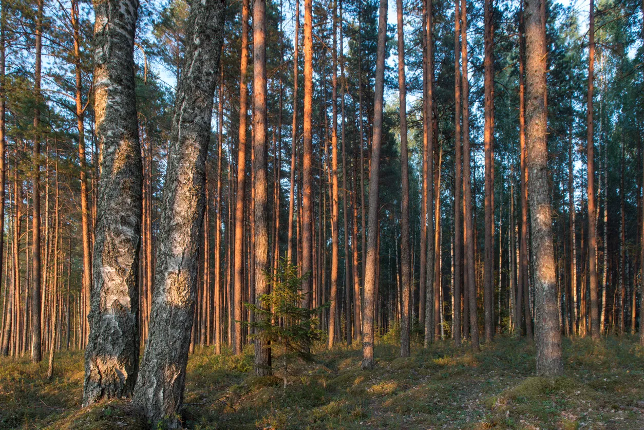 Forêt en Estonie © iStock / Janno Vaan