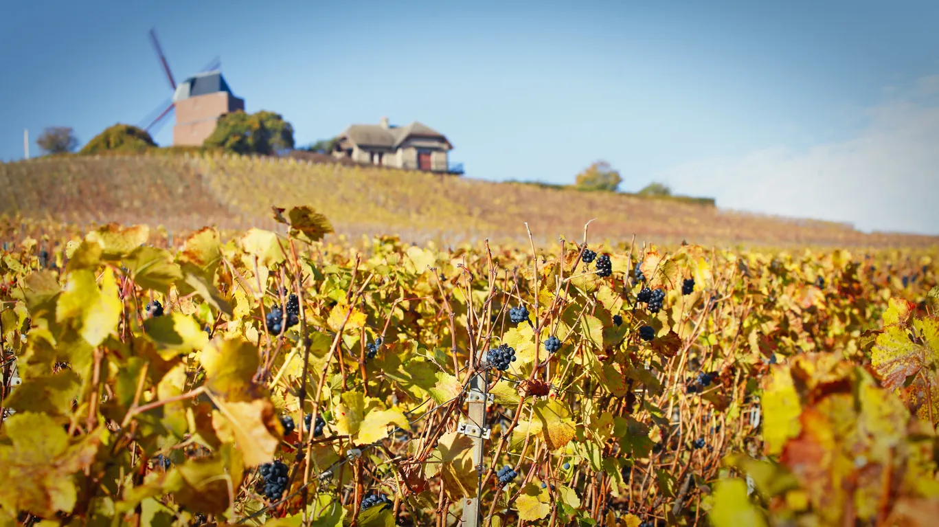  Un vignoble près de Verzenay une commune française du département de la Marne en région Grand Est © iStock / narvikk