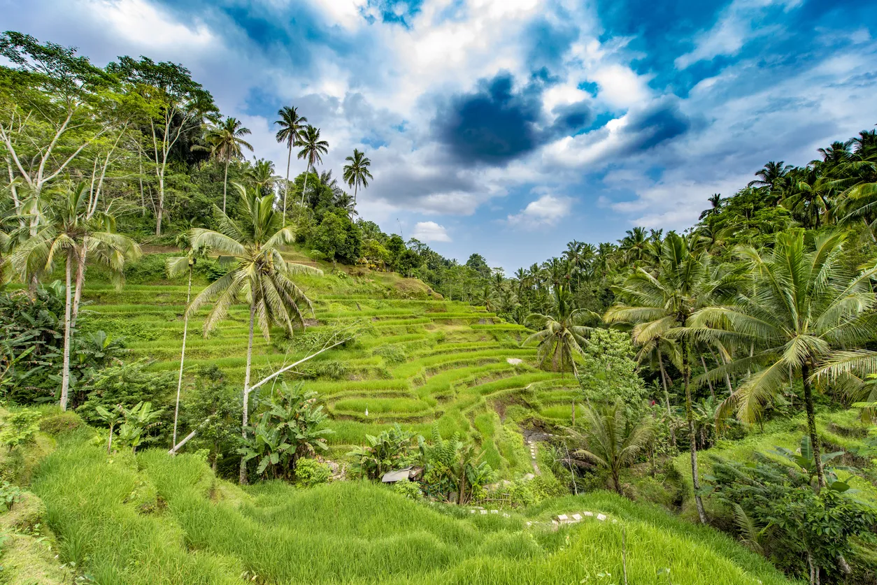 Les spectaculaires terrasses de riz à Bali (Indonésie) - photo © iStock-tobiasjo