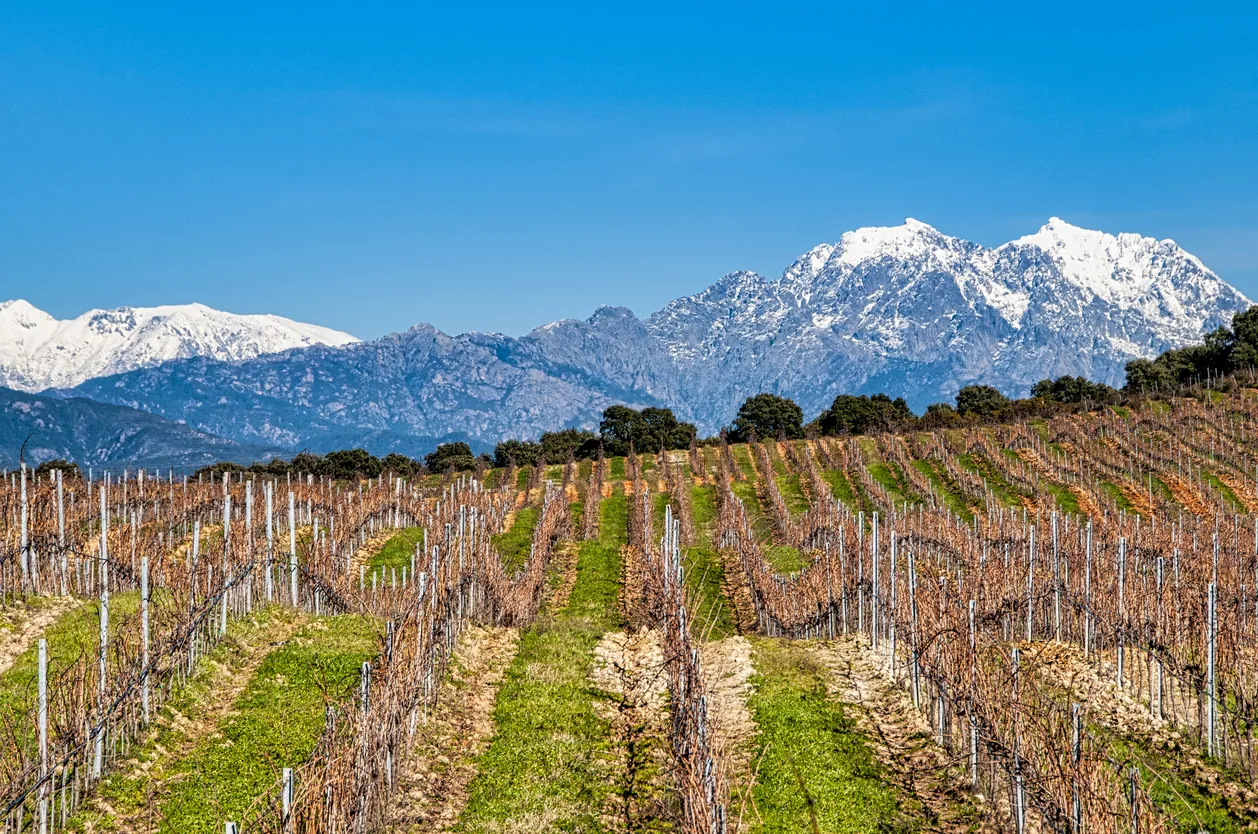 Paysage de vignoble en hiver en Corse © iStock / Gwenvidig