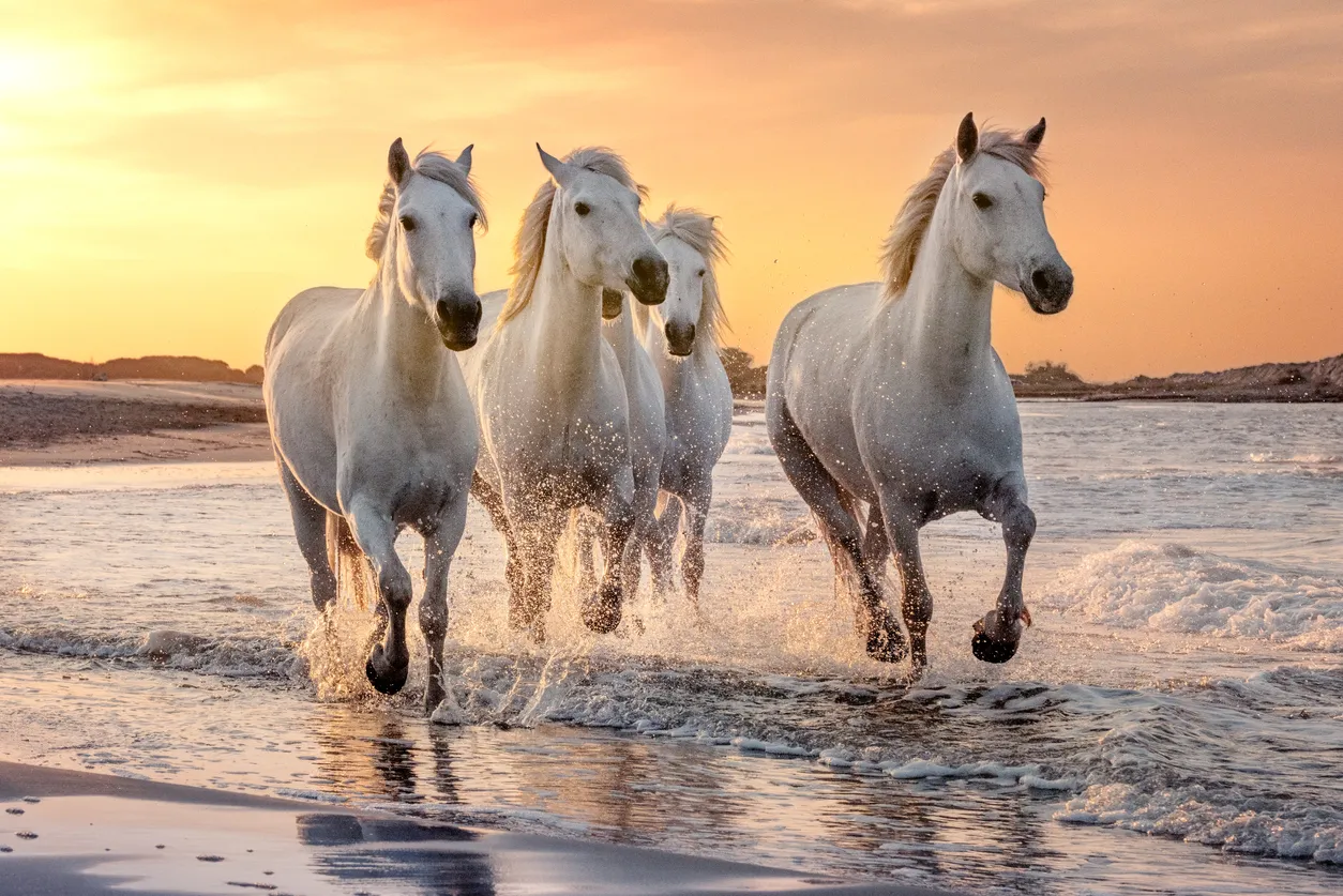 Des camargues galoppant au bord de la mer  © iStock / ventdusud