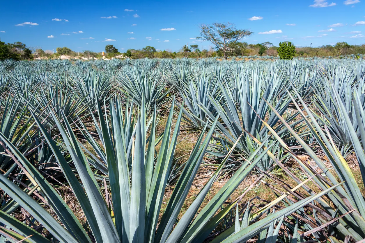 Champ d'agaves au Mexique, servant à produire le mezcal ©  iStock / DC_Colombia