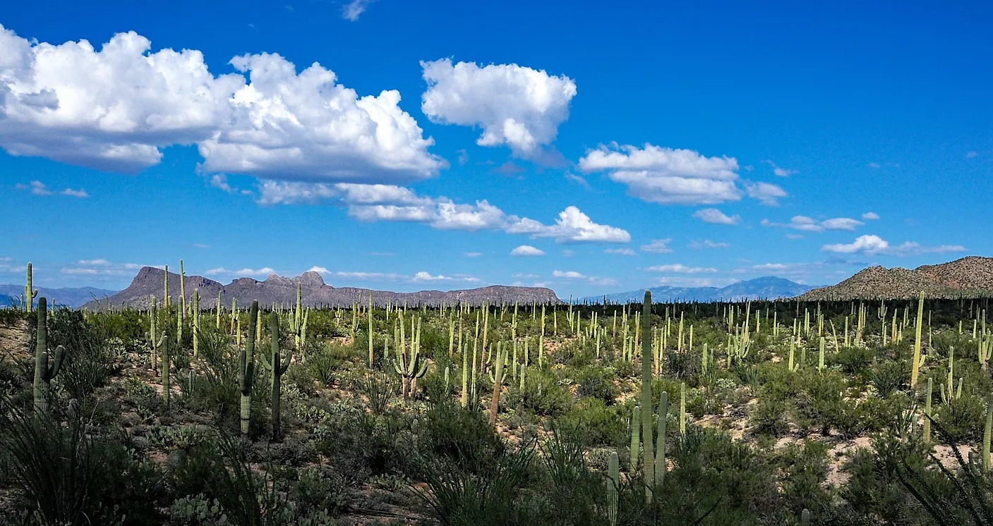 Le parc national de Saguaro  © iStock / scgerding