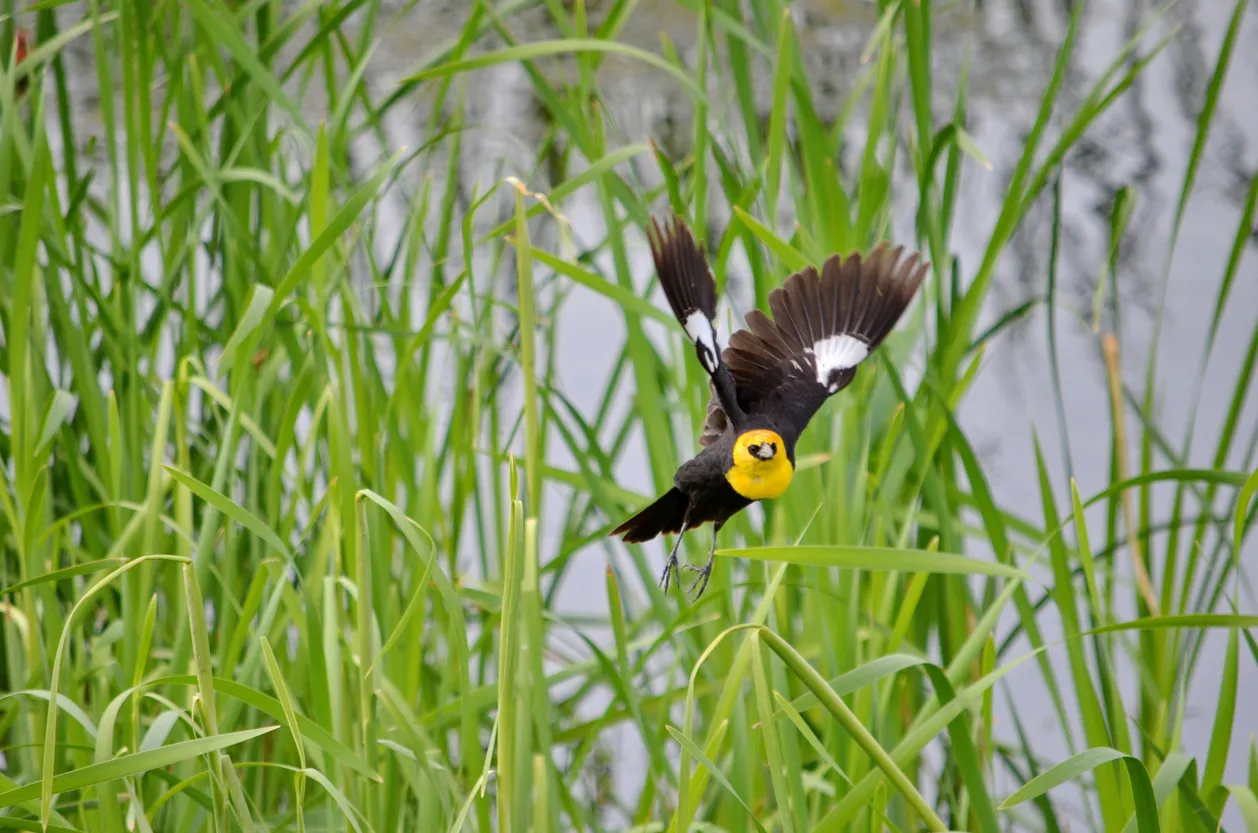 Carouge à tête jaune (Yellow-headed blackbird) dans les wetlands de la Saskatchewan © iStock / Bob Hilscher