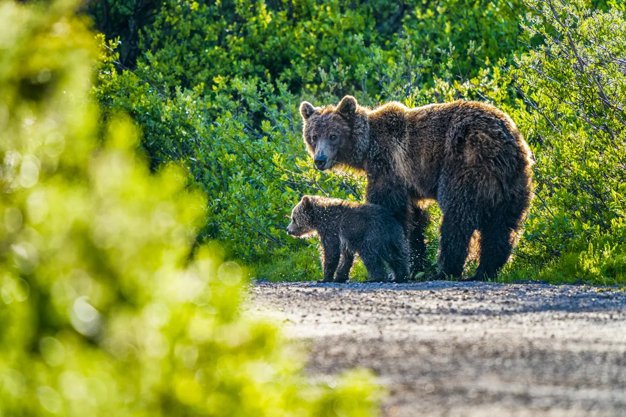 Une mère grizzly et son petit dans le parc national de Banff, Alberta, Canada © iStock / Don White