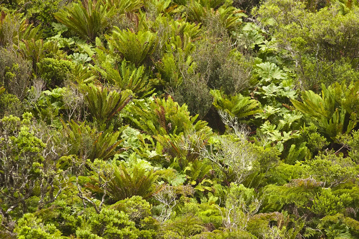 La végétation forestière sur l'île Robinson Crusoé, au Chili, où plus de 70 % des espèces végétales sont endémiques, l'un des taux les plus élevés au monde. © iStock / Dr John A Horsfall