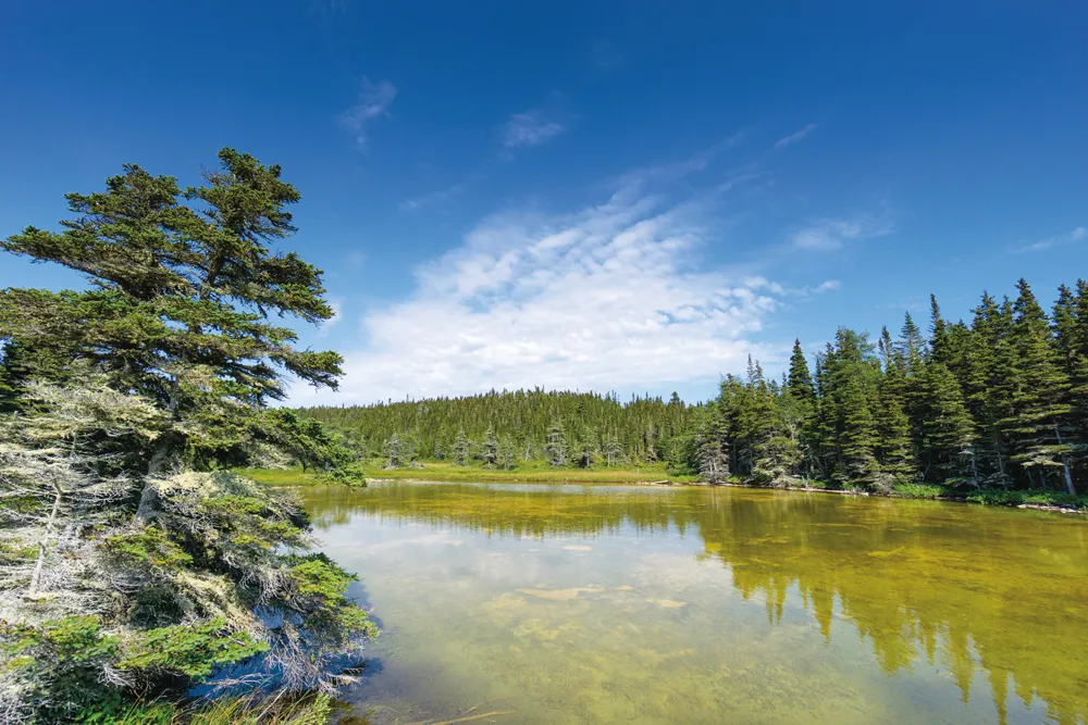 Forêt boréale, réserve de parc national de l’Archipel-de-Mingan. ©iStockphoto/Instants