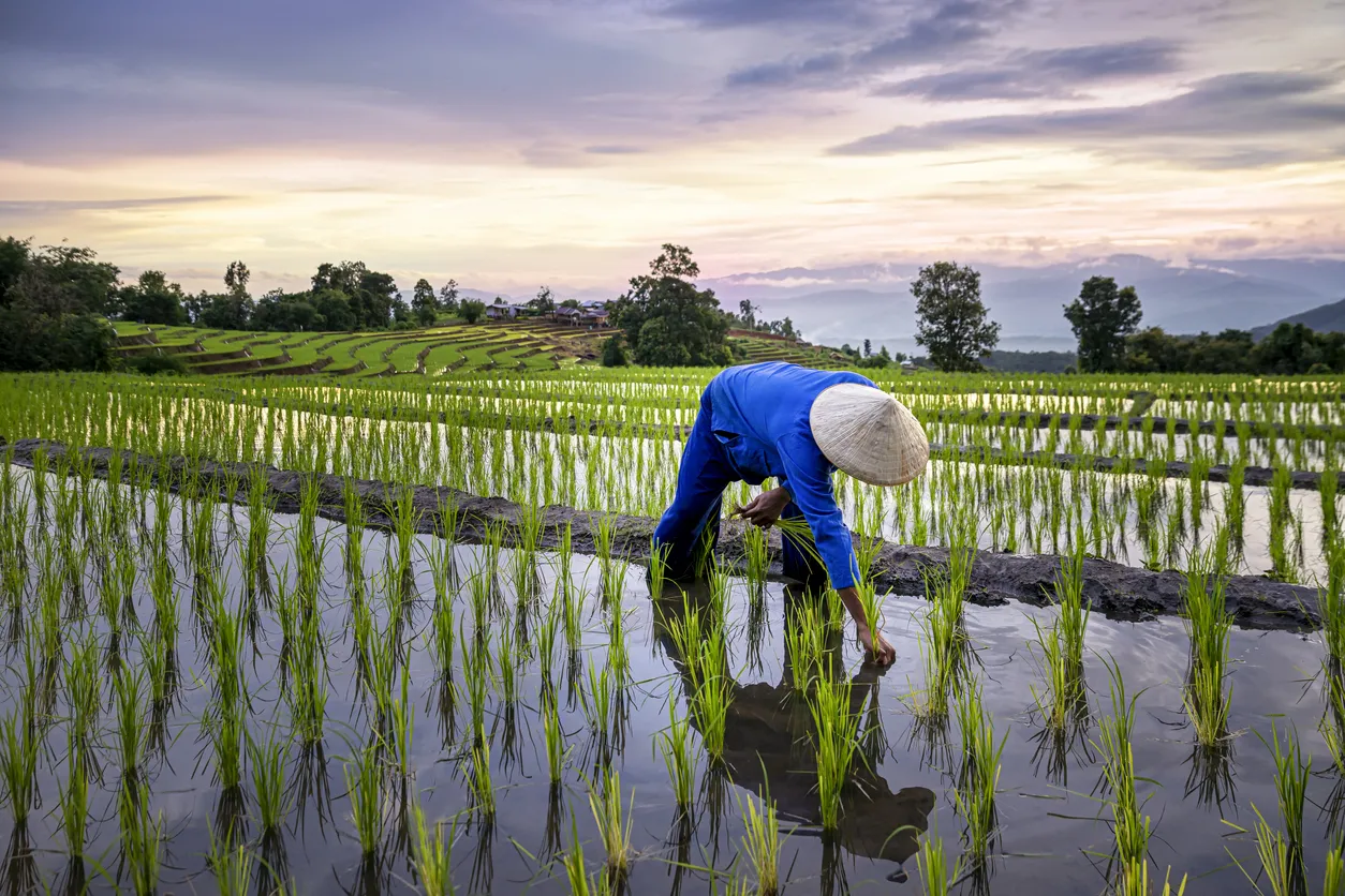 Rizière au Vietnam - photo © iStock-Thirawatana Phaisalratana
